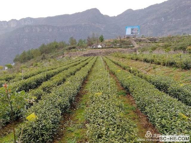 走进名优企业－米仓山茶业集团